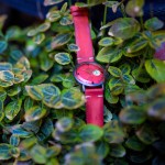 Out Of Order Firefly Coral Pink Watches
